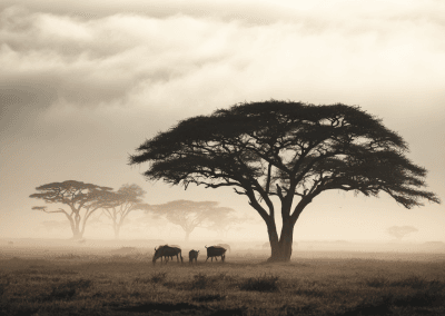 Silhouetted trees with grazing animals.